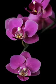 Fabulous: Orchid