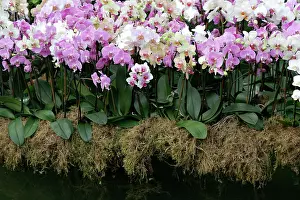 Huddled: Orchid