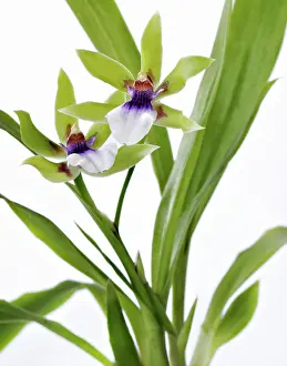 Extravagant: Orchid