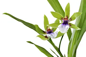 Extravagant: Orchid