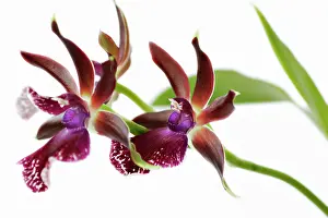 Fabulous: Orchid