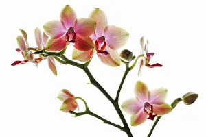 Fabulous: Orchid