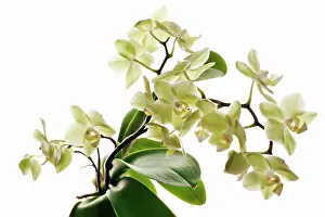 Supple: Orchid