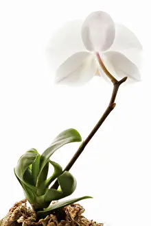 Turned: Orchid