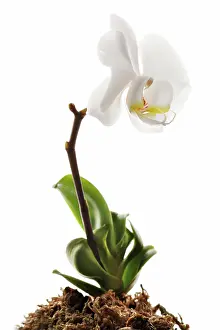 Radiant: Orchid