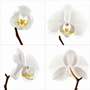 Radiant: Orchid