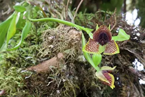 Cusco: Orchid