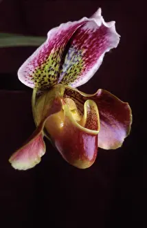Gaudy: Orchid