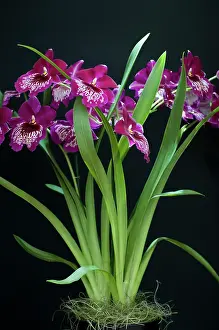 Gaudy: Orchid