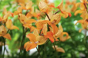 Gaudy: Orchid