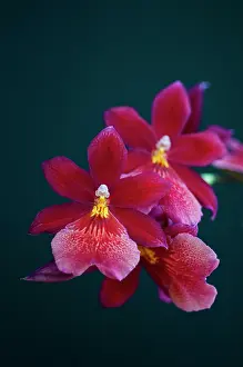 Variation: Orchid