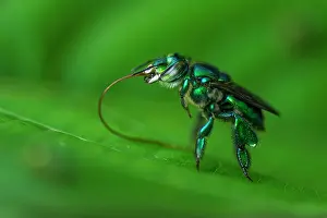 Claro: Orchid Bee / Euglossine bee, Rio Claro Reserve