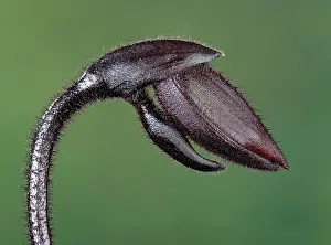 Paphiopedilum: Orchid - bud