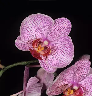 Floret: Orchid Cambria flower