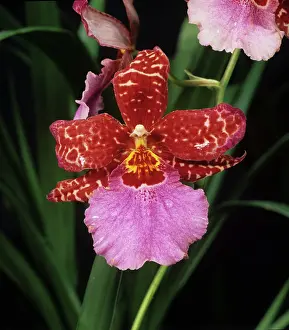 Floret: Orchid Cambria flower