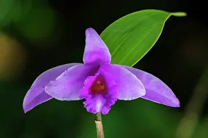 Macarena: orchid, Cano Cristales, Serrania de Macarena National