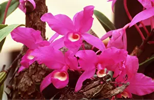 Epiphyte: ORCHID - Cattelya. (Epiphytic)