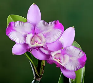 Cattleya: Orchid - Cattleya