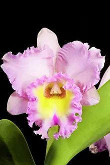 Cattleya: Orchid - Cattleya