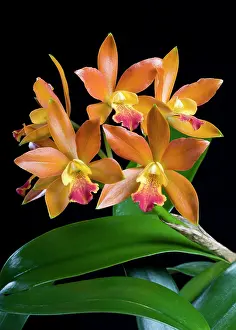 Cattleya: Orchid - Cattleya