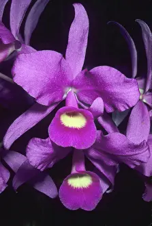 Kevin: Orchid, (Cattleya skinneri), national flower
