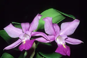 Kevin: Orchid, (Cattleya walkeriana), Brazil