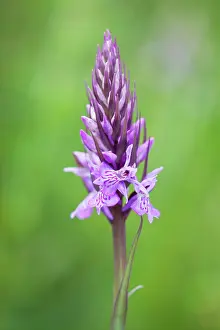 Dactylorhiza: Orchid, Common spotted orchid