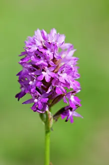 Dactylorhiza: Orchid, Common spotted orchid, Dactylorhiza fuchsii, Purple
