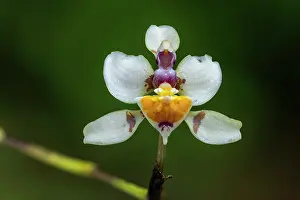 Cueva: Orchid, Cueva de los Guacharos National Park / Cave