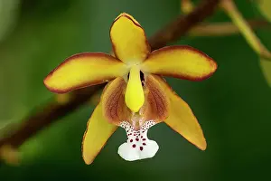 Cueva: Orchid, Cueva de los Guacharos National Park / Cave