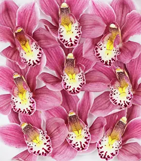 Repetition: Orchid, Cymbidium cultivar, Pink subject