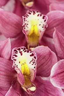 Houseplant: Orchid, Cymbidium cultivar, Pink subject