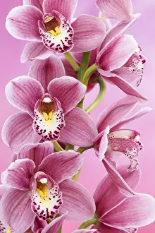 Repetition: Orchid, Cymbidium cultivar, Pink subject