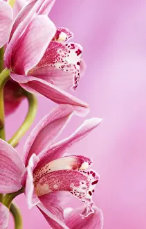 Houseplant: Orchid, Cymbidium cultivar, Pink subject