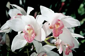 Cymbidium: ORCHID - CYMBIDIUM Monterey Hills