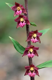 Epipactis: ORCHID - Dark Red Helleborine