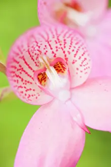 Turned: Orchid, Disa orchid, Disa x watsonii orchidae disa x watsoni