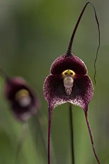 Dracula: Orchid (Dracula benedictii) Parque Nacional Natural