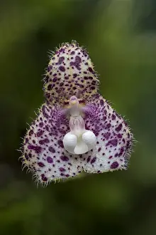 Dracula: Orchid (Dracula vespertilio) Parque Nacional Natural