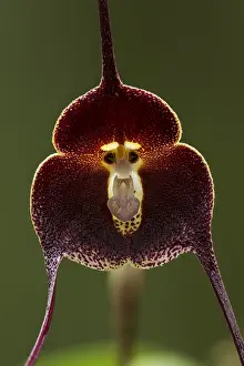 Dracula: Orchid (Dracula vinacea) Parque Nacional Natural