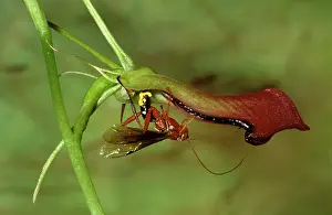 Pheromones: Orchid dupe wasp - male lured by a false wasp-mating