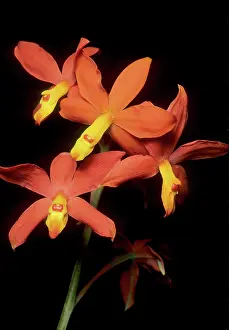 Guatemala: Orchid, (Encyclia vitellina), Guatemala