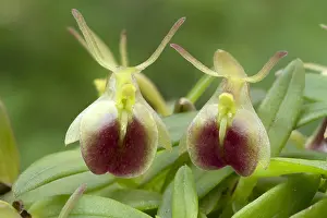 Epidendrum: Orchid (Epidendrum porpax)