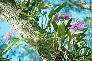 Epiphyte: ORCHID - Epiphytic, arboreal