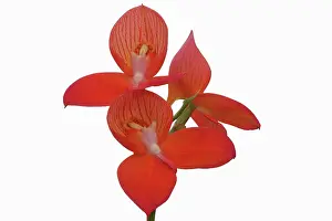 Foam: Orchid, Flower of the gods, Disa uniflora Foam