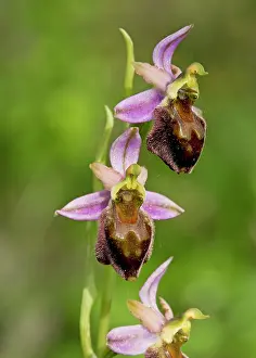 Ophrys: Orchid in flower Sardinia, Italy