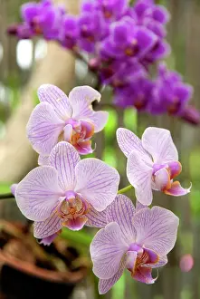 Foreground: Orchid flowers, Orchid Gardens of Sitio