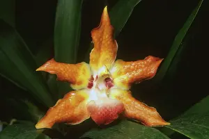 Kevin: Orchid, (Huntleya barthii), Costa Rica