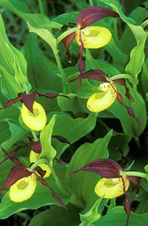 Slippers: ORCHID LadyIs Slipper