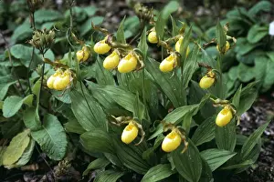 Slipper: ORCHID - Lady's Slipper